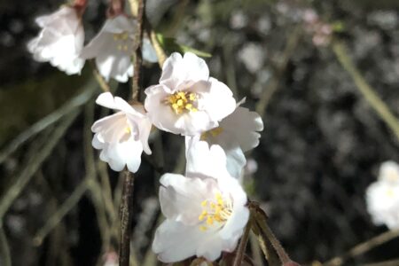 お花見